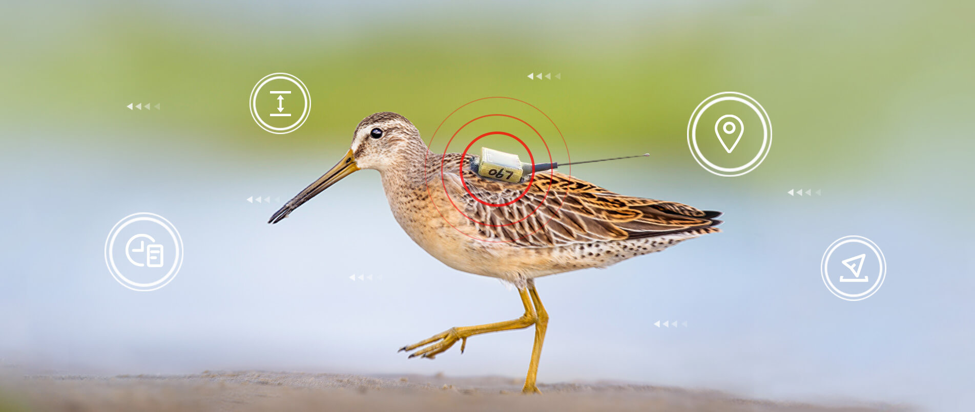 pp模拟器电子游戏物联网整体解决方案，助力小型鸟类实现全球追踪